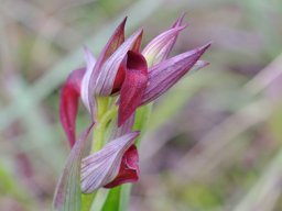 Serapias_parviflora_x_S._strictiflora_Mendiga_bas